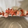 Bol coquillage corail rouge