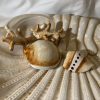 Grande assiette corail beige